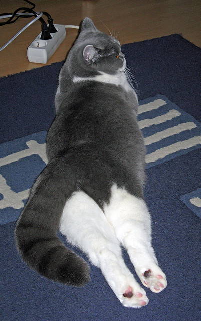 世俱杯直播-中超主力球员伤病恢复期数据研究,中超恢复主客场