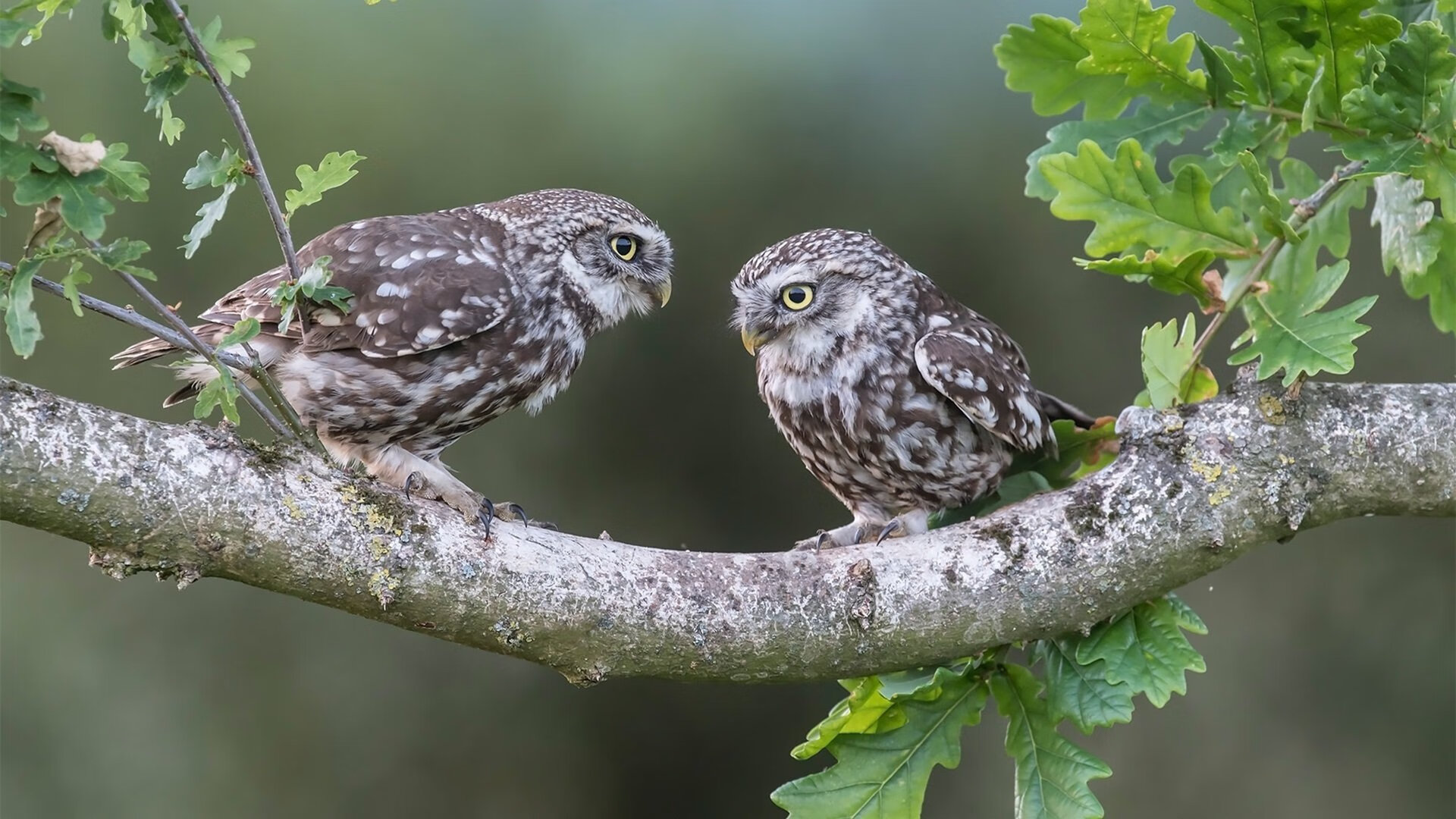 2025世俱杯赛程表-球员转会策略:如何在转会季实现最大价值,球员转会是怎么操作的