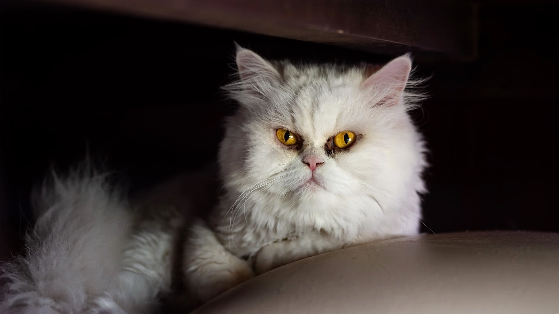 世俱杯直播-PSG调整战术布局,增强团队配合,psg战队百科