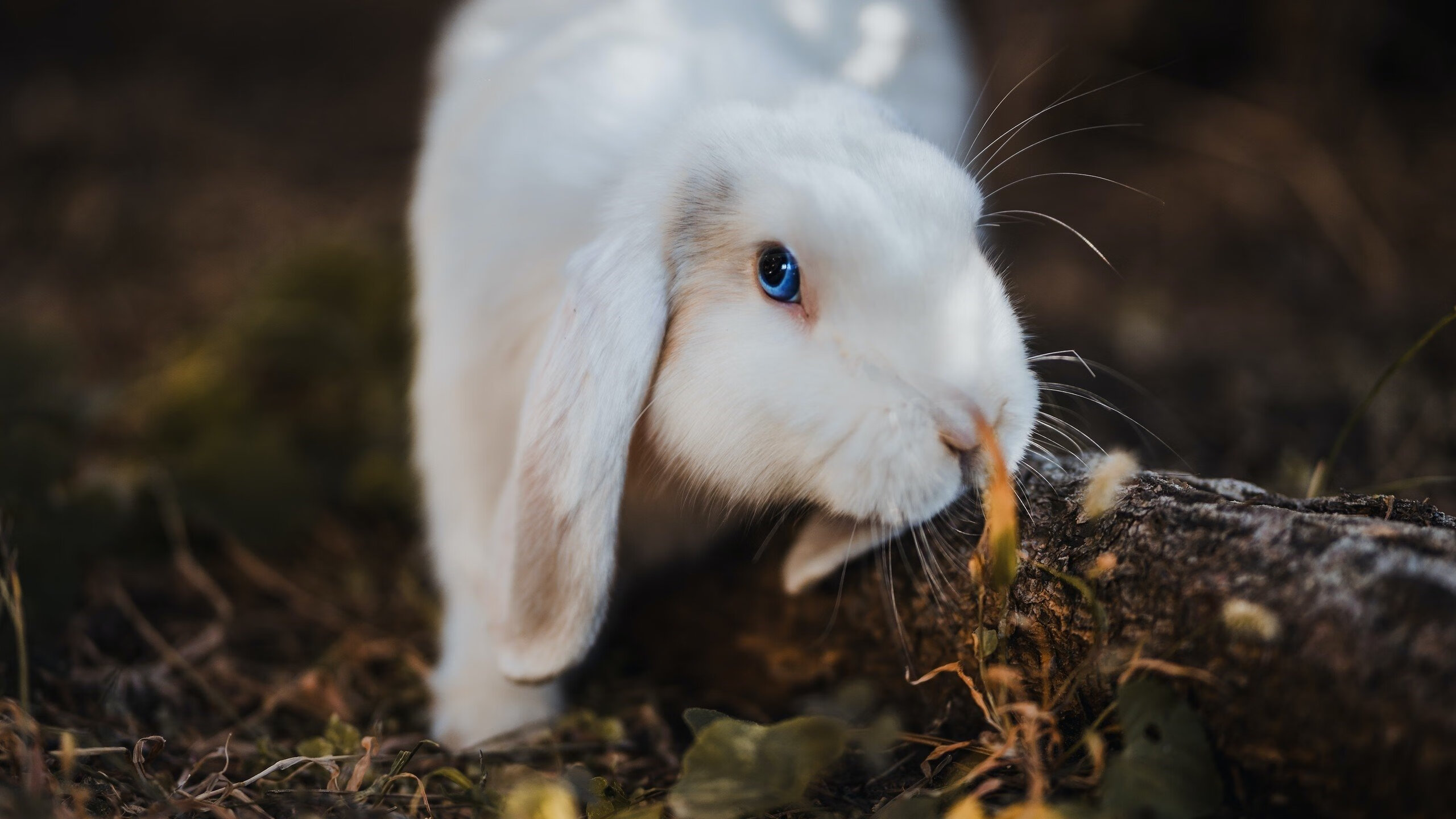 世俱杯足球赛事在线直播-“高新体育中心沙滩排球:激烈对抗成就赛事巅峰”