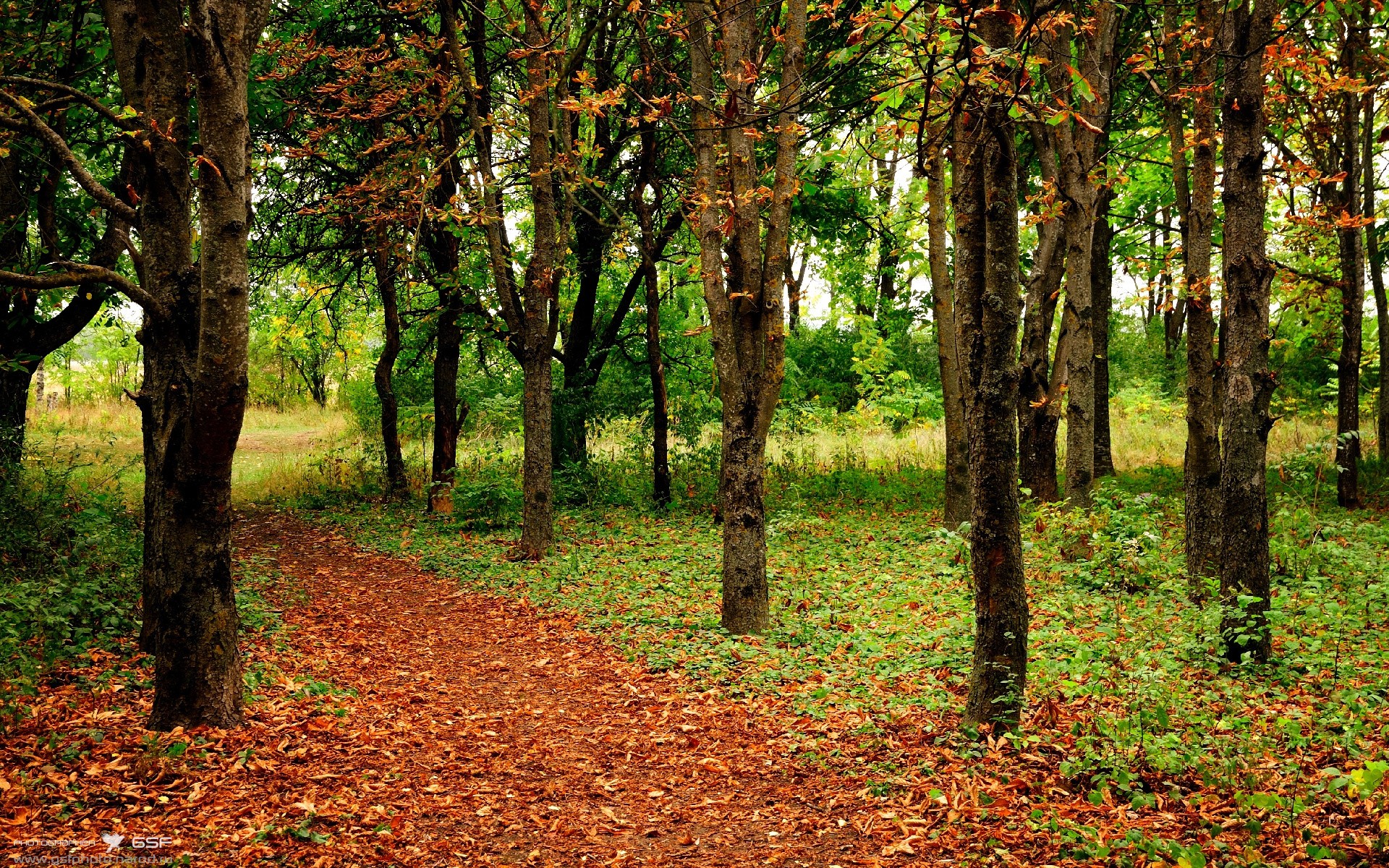 FIFA Club World Cup 2025-中国女篮关键比赛中发挥稳定 表现抢眼,中国女篮战术分析